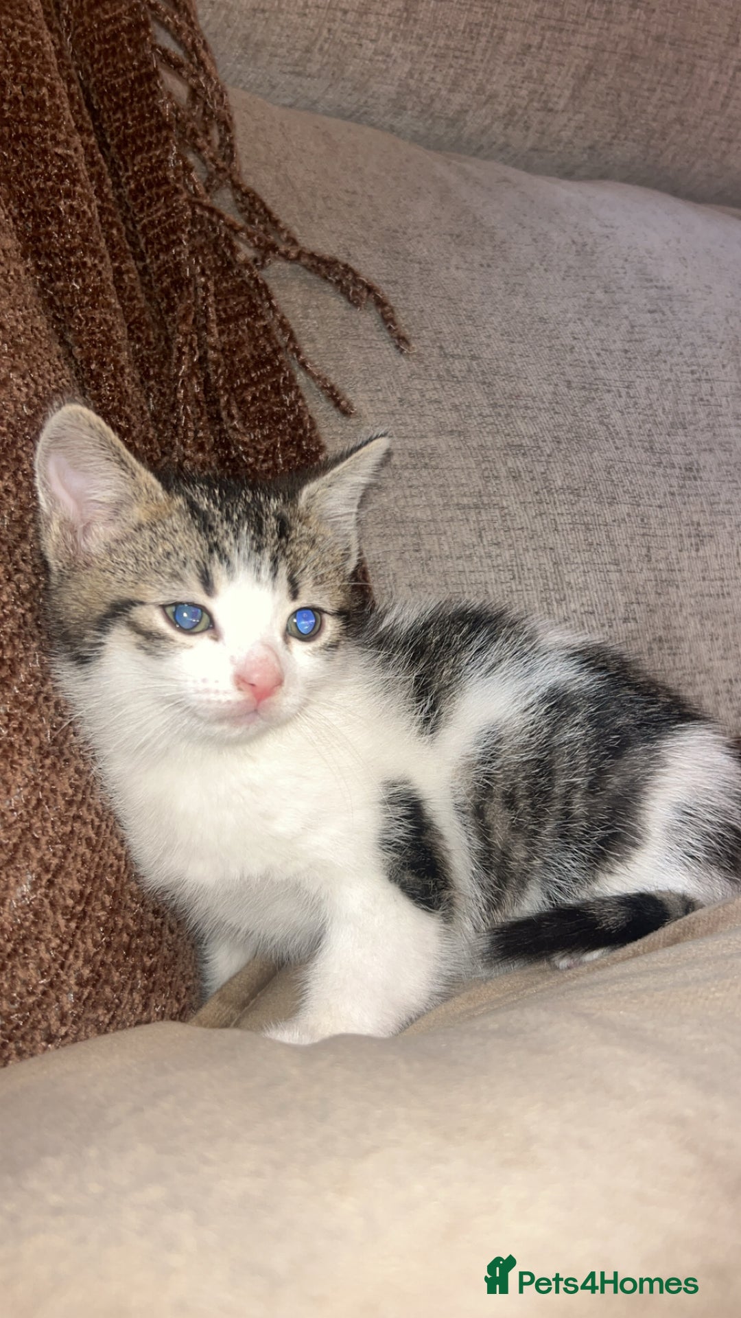 Mixed Breed cats for sale: Kittens  - Advert 6
