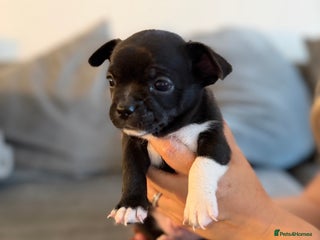 Chihuahua dogs - Advert 17