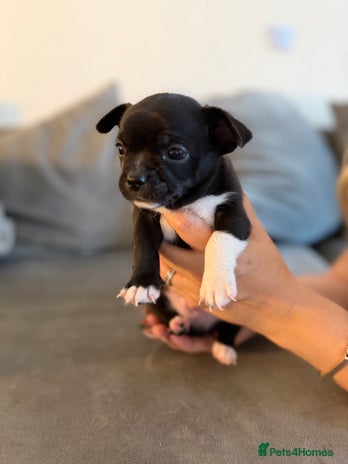 Chihuahua dogs - Advert 6