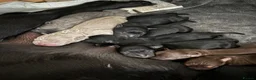 Mixed Breed dogs for sale: 8 puppies for sale  - Advert 6