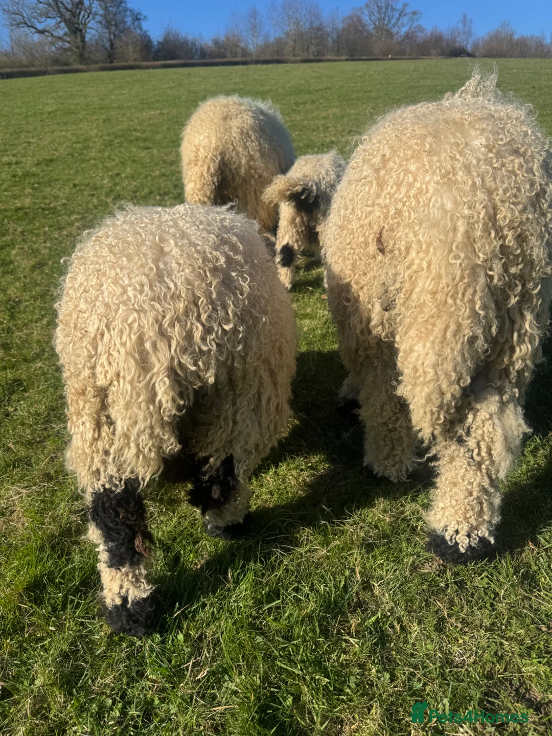 Sheep livestock for sale: A selection ages of Valais black nose available  - Advert 9