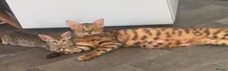 Bengal cats for sale: 🐾Stunning Bengal Kittens ready for Loving Homes🐾 - Advert 25