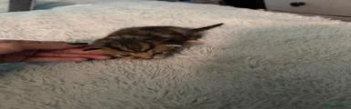 Mixed Breed 2