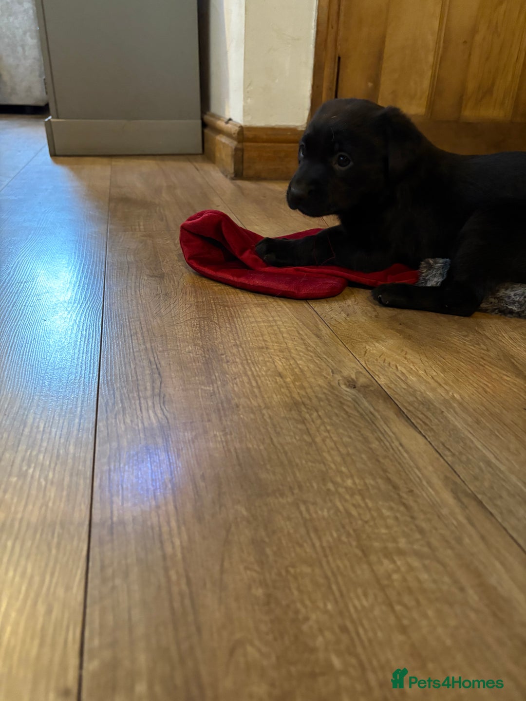 Labrador Retriever dogs for sale: 🐶KC Registered Labradors 🐶 - Advert 14