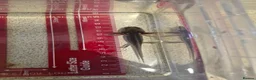 Axolotl reptiles for sale: Axolotl babies hatched 2/1/26 in Sutton-in-Ashfield - Advert 3