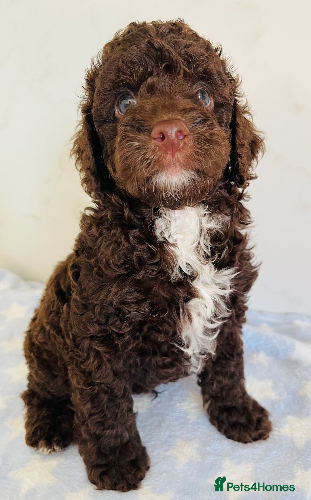 Cockapoo dogs for sale: Unique & stunning full DNA tested Cockapoo puppies - Image 30