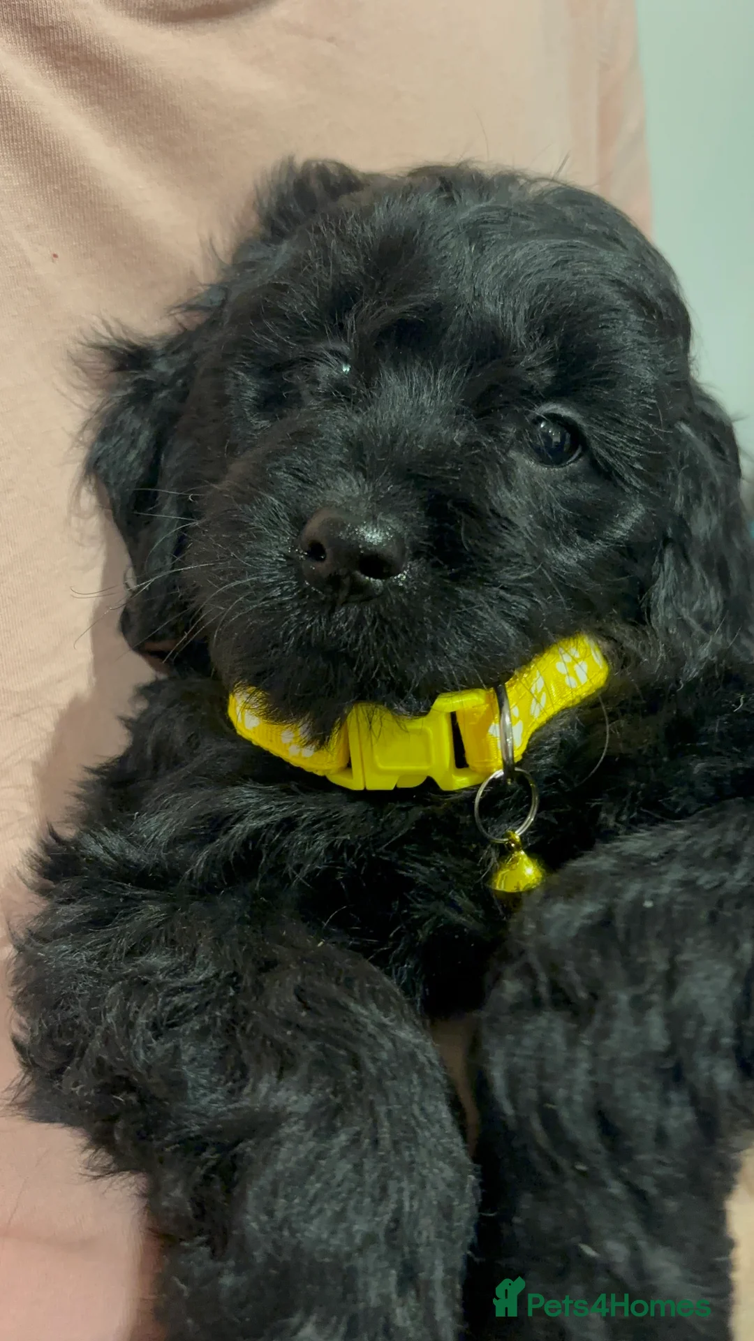 Cockapoo dogs for sale: Beautiful Cockapoo Puppies – 6 Boys & 2 Girls - Advert 26