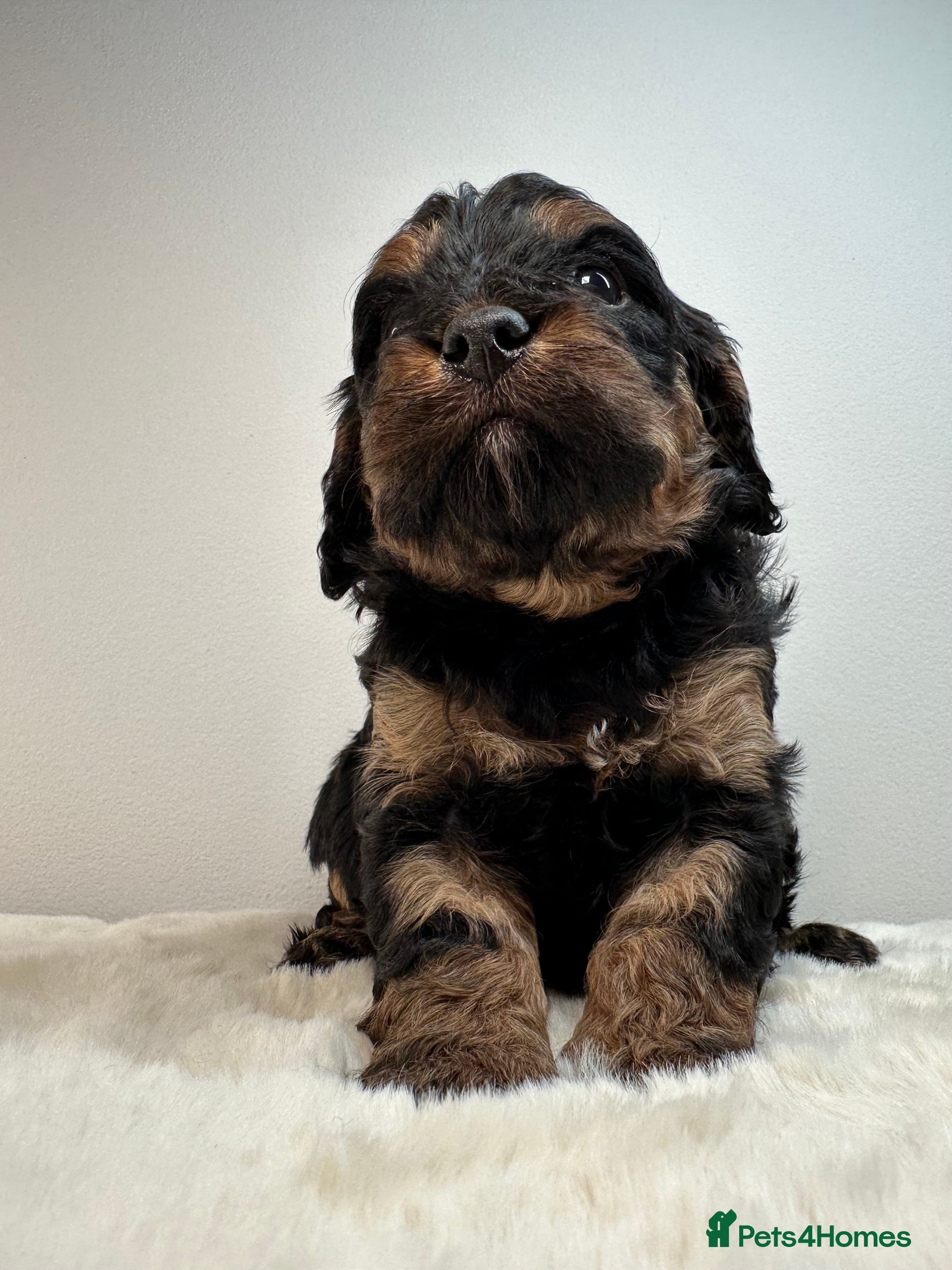 Cavapoo dogs Adorable Cavapoo puppies. Health tested Parent.  - Advert 2