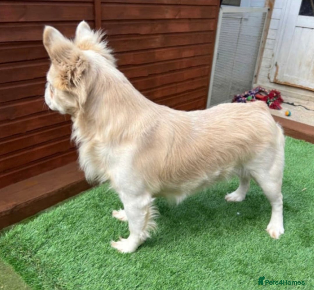 French Bulldog dogs for stud: Fluffy French Bulldog Stud  - Advert 3