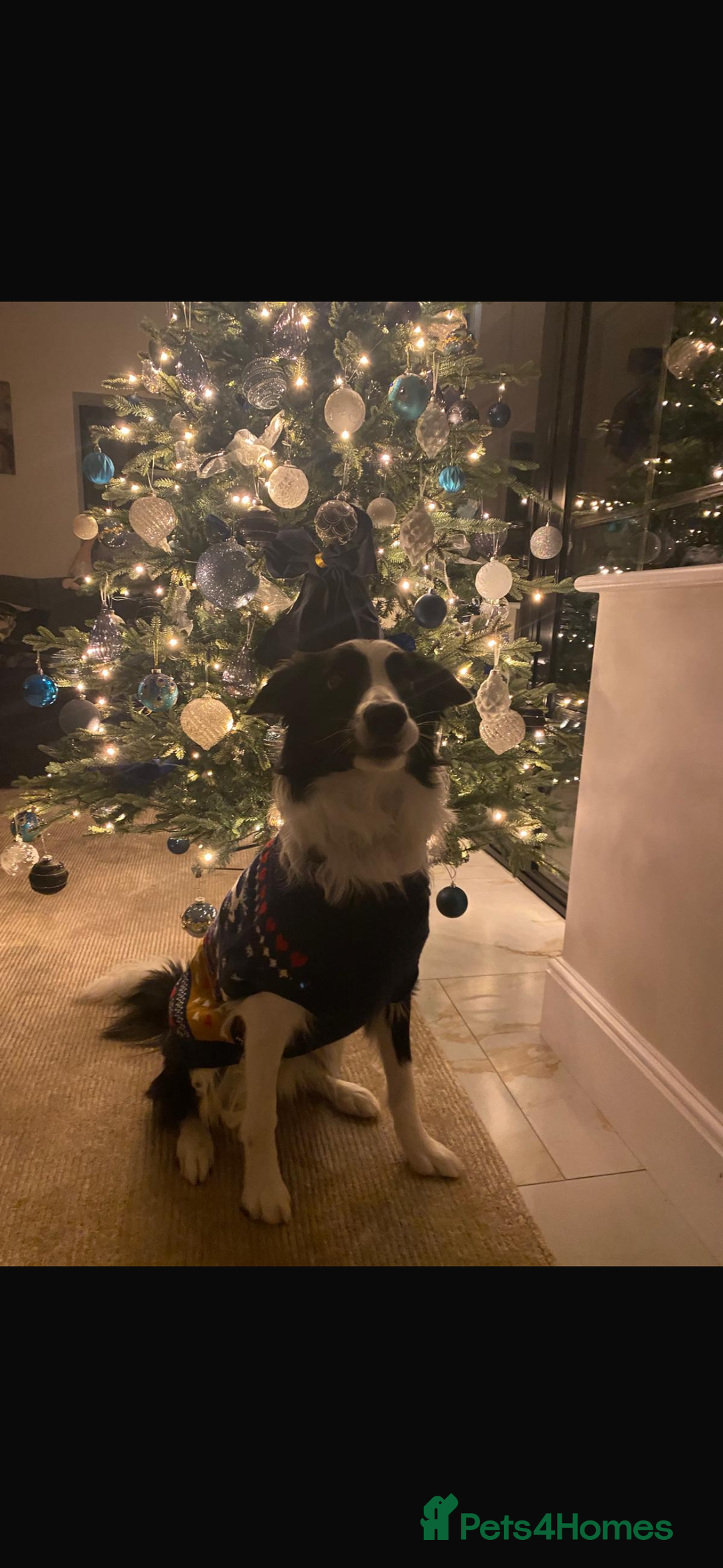 Border Collie dogs for sale: Bear the Border Collie  - Advert 2