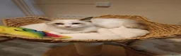 Ragdoll cats for sale: Ready active kittens Champion status Dad - Advert 6
