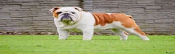English Bulldog dogs for sale: English Bulldog pups  in Belfast - Advert 13