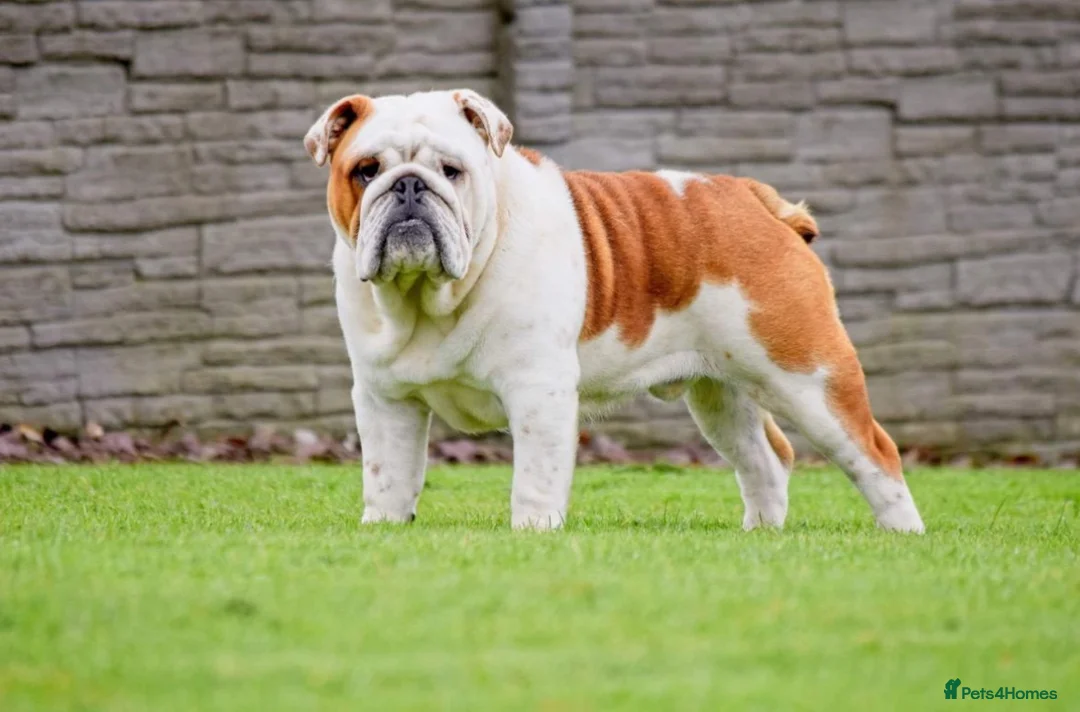 English Bulldog dogs for sale: English Bulldog pups  in Belfast - Advert 13