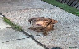 Labradoodle dogs for sale: labradoodle Male  - Image 3