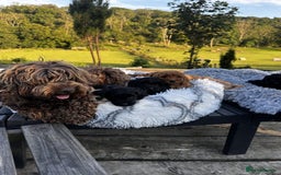 Cockapoo dogs for sale: Lovely Cockapoo puppies Available  - Image 5