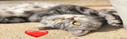 British Shorthair cats for sale: Adorable silver NS11 British shorthair kittens. - Advert 7