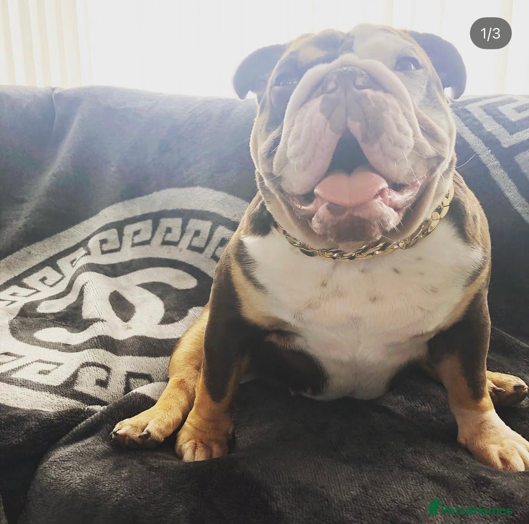 English Bulldog dogs for sale: English Bulldogs - Advert 6