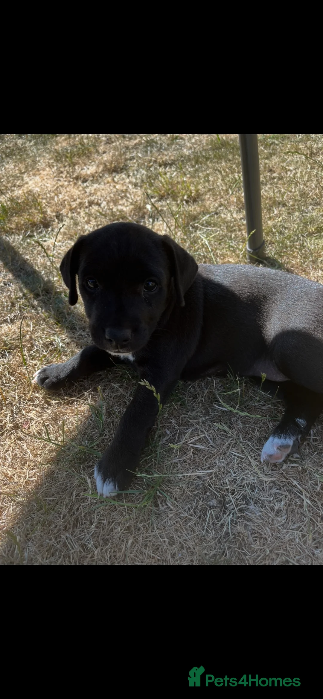 Patterdale Terrier dogs for sale: One girl left  - Advert 2