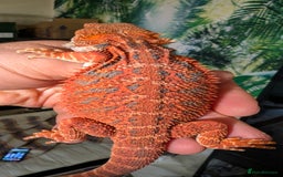 Bearded Dragon reptiles for sale: Extreme Red Blue Bar Tiger & Half Monster - Image 3