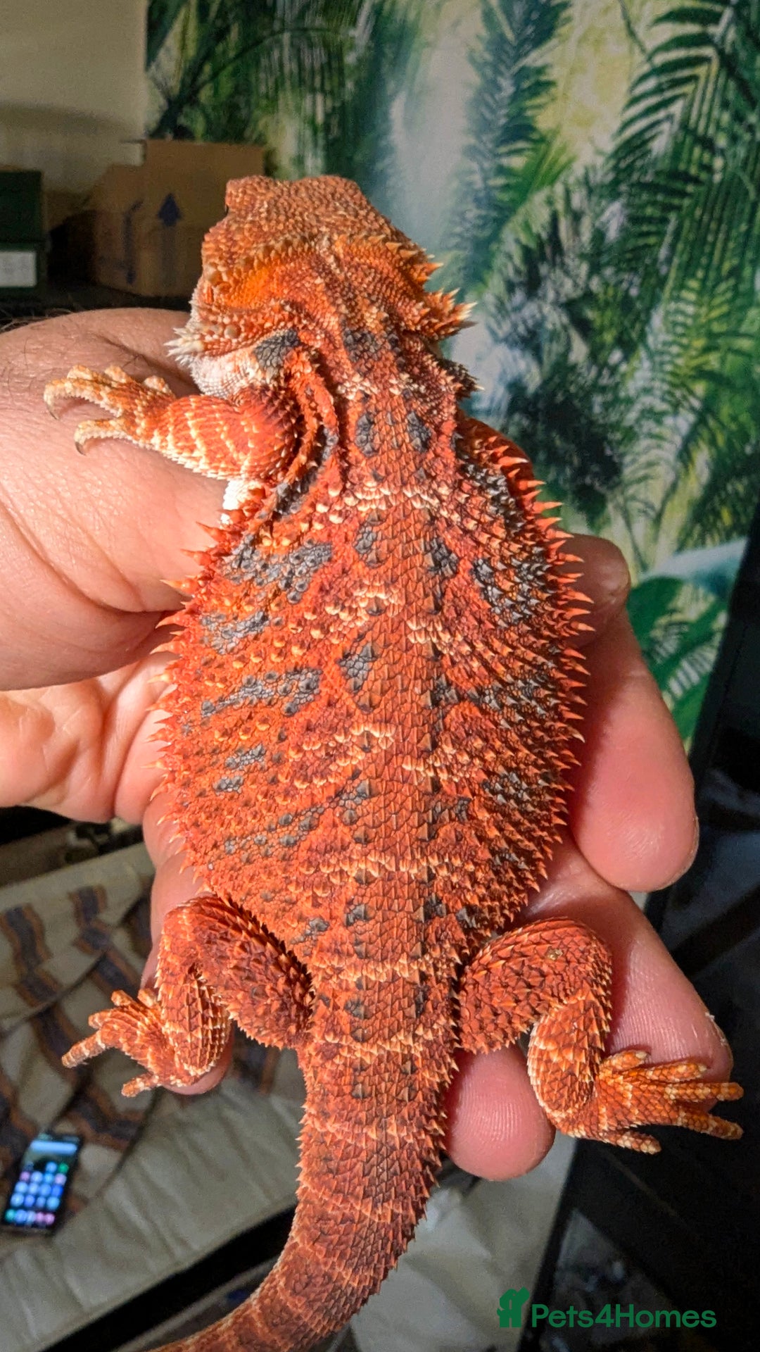 Bearded Dragon reptiles for sale: Extreme Red Blue Bar Tiger & Half Monster - Image 3