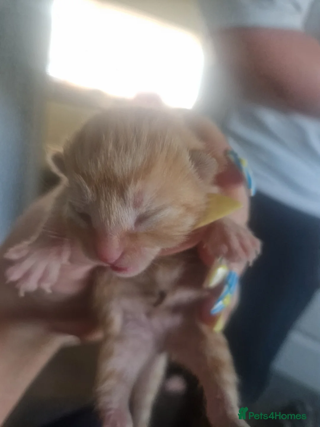 Mixed Breed cats for sale: ginger tabbie females  in Houghton le Spring - Advert 7
