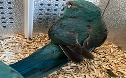 Parakeets birds for sale: Male Kakariki’s for sale  - Image 6