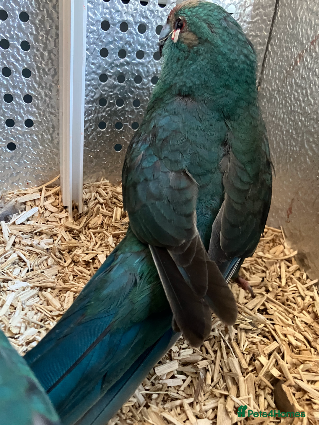 Parakeets birds for sale: Male Kakariki’s for sale  - Image 6