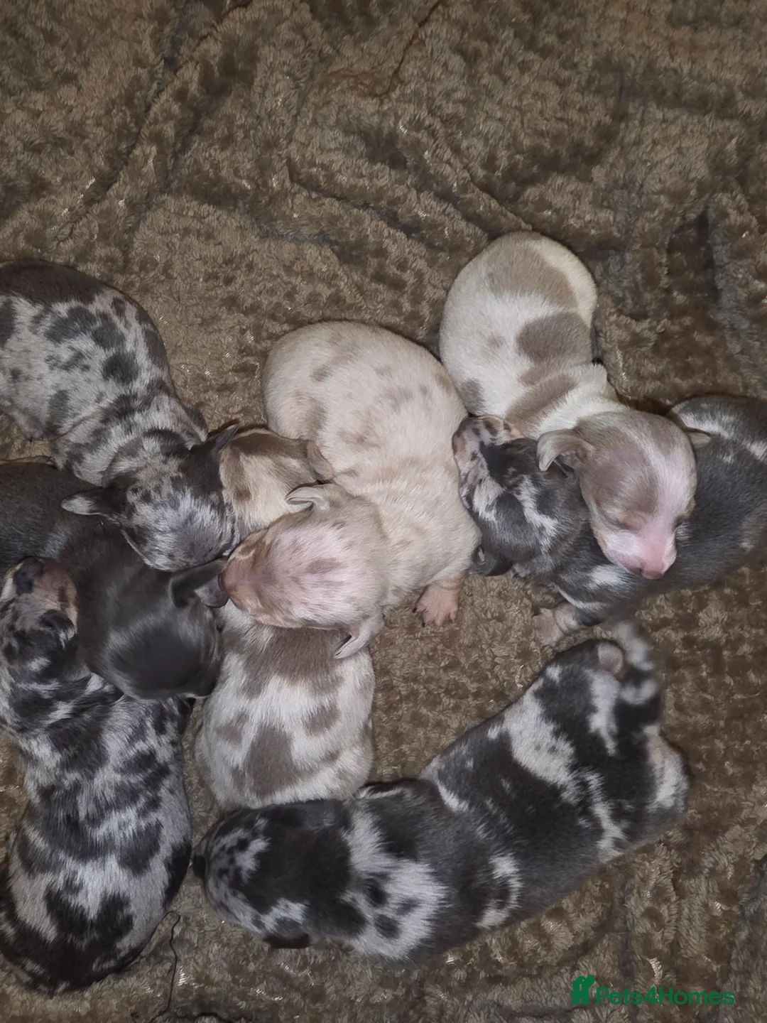 Dachshund dogs for sale: Miniature Daschunds - Advert 2