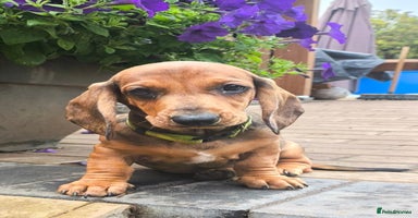 Dachshund dogs in Coventry - Advert 15
