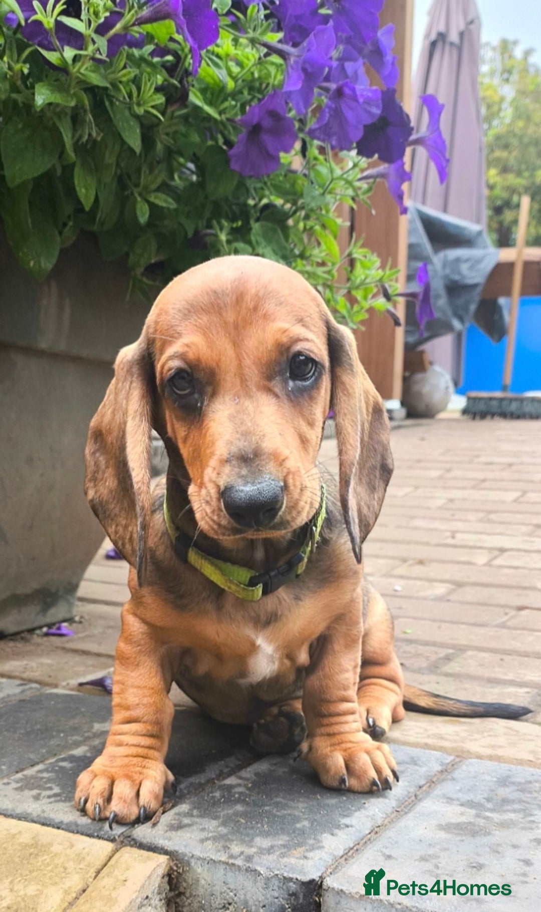 Dachshund dogs for sale: READY NOW-Champions Line Standard Dachshund KC REG in Coventry - Image 23
