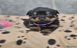 Rottweiler dogs for sale: Stunning Rottweiler puppy’s  - Image 7