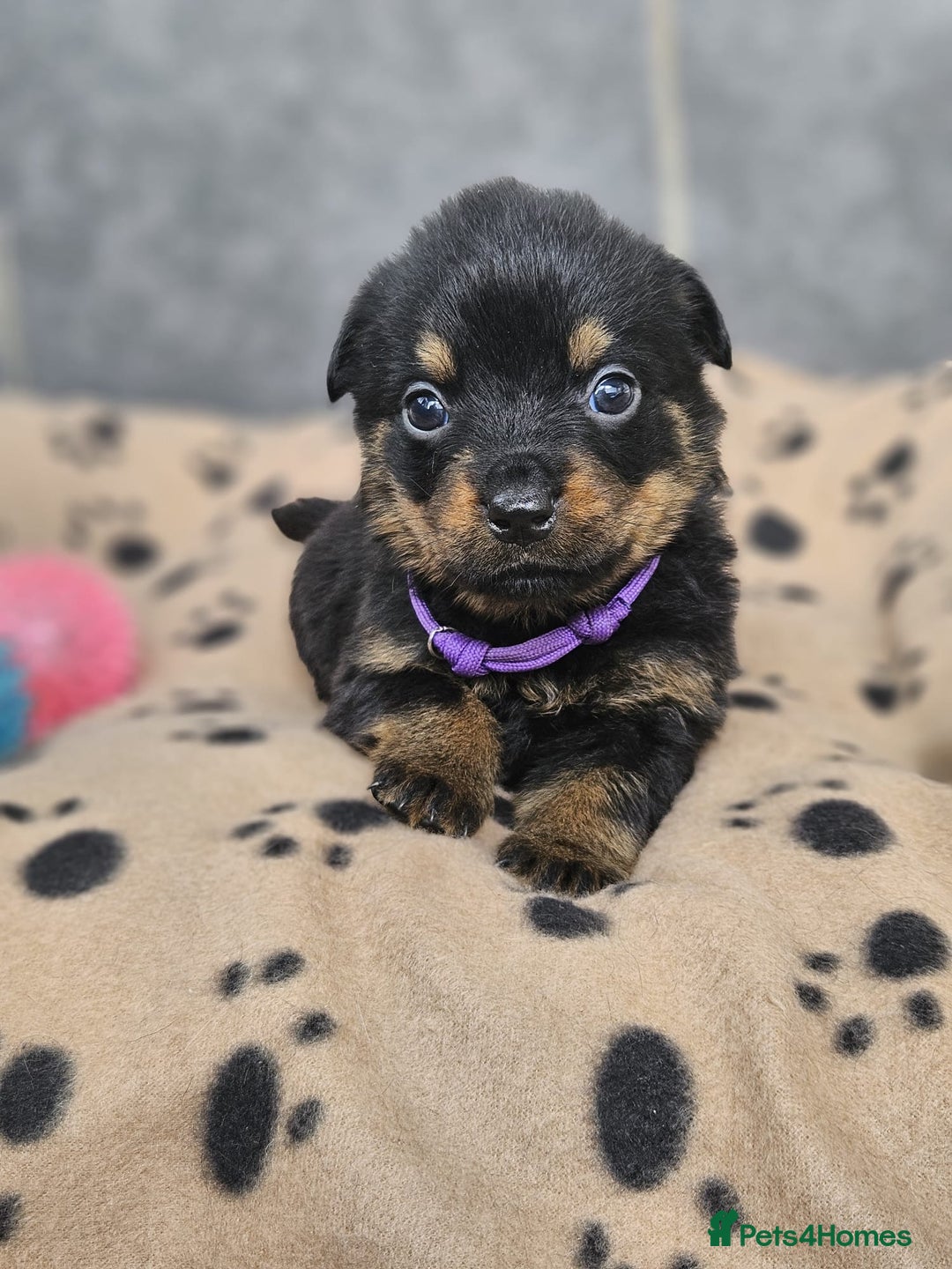 Rottweiler dogs for sale: Stunning Rottweiler puppy’s  - Image 7