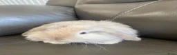 Mini Lop rabbits for sale: Mini Lops and Mini Lion Lops. Unusual colours. - Advert 7
