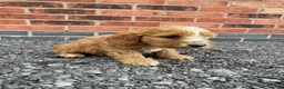 Cockapoo dogs for sale: cockapoo puppies - Advert 9