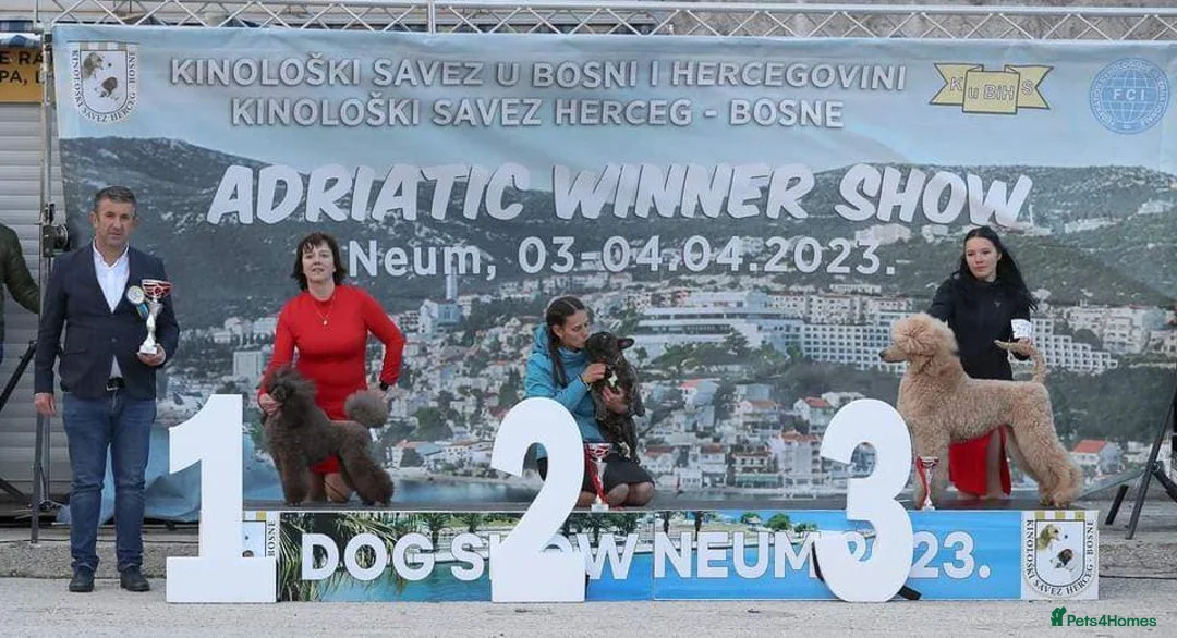 French Bulldog dogs for stud: International Champion French Bulldog for Stud - Advert 2