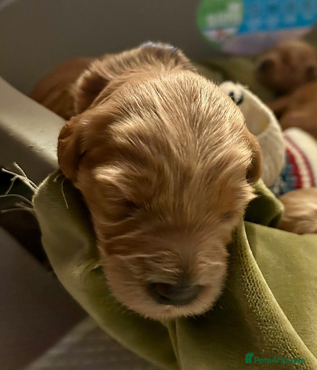 Labradoodle dogs for sale: 🥰 Cute Miniature labradoodle Pups 💖💕 - Advert 1