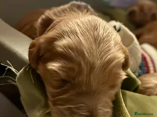 Labradoodle dogs 🥰 Cute Miniature labradoodle Pups 💖💕 - Advert 9