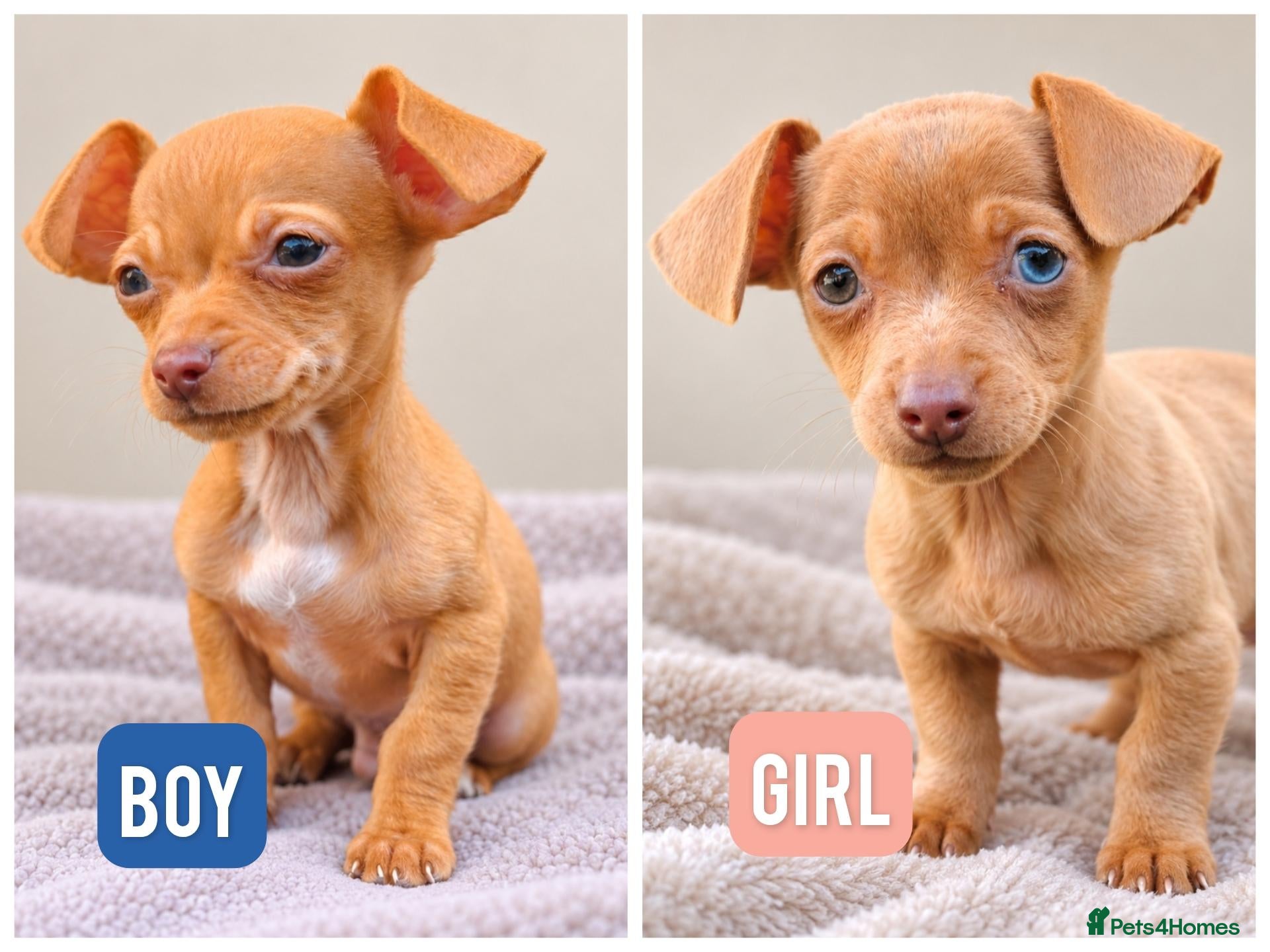 Chihuahua dogs for sale: Chiweenies *Last Two* Tiny Puppies  - Advert 15