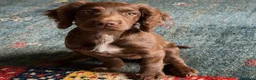 Cocker Spaniel dogs for sale: Beautiful KC reg WCS bitch pup - Advert 4