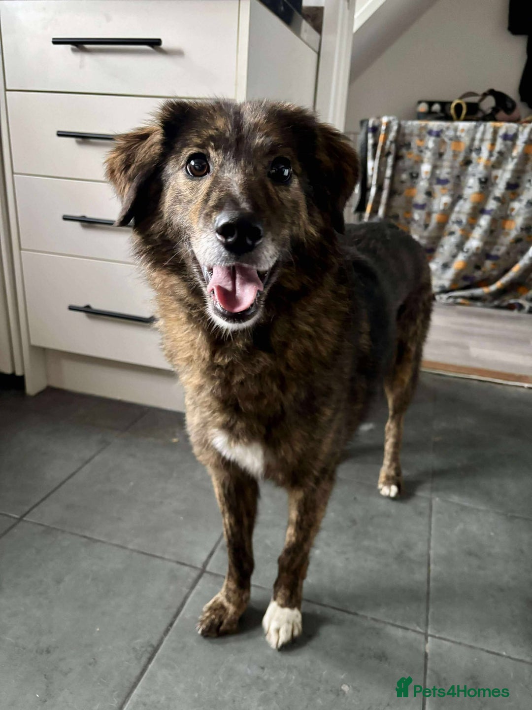 Mixed Breed dogs for adoption: Dara for adoption - Advert 1