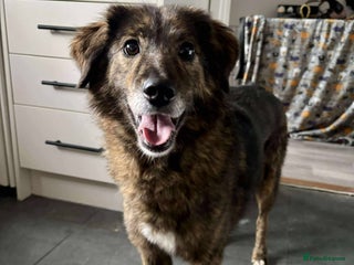 Mixed Breed dogs Dara for adoption - Advert 1