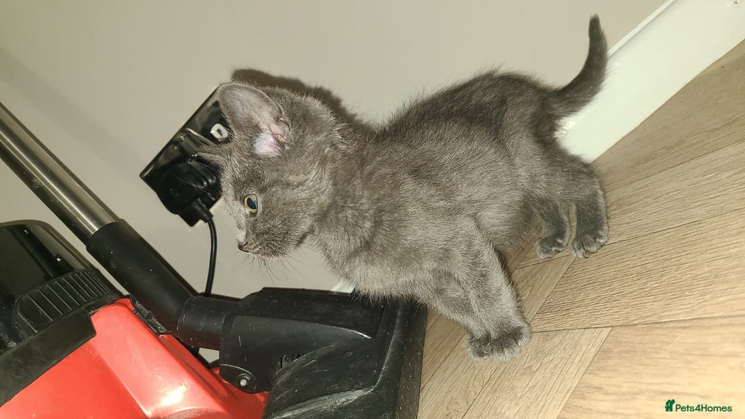 Mixed Breed cats for sale: 4 beautiful kittens  - Advert 7