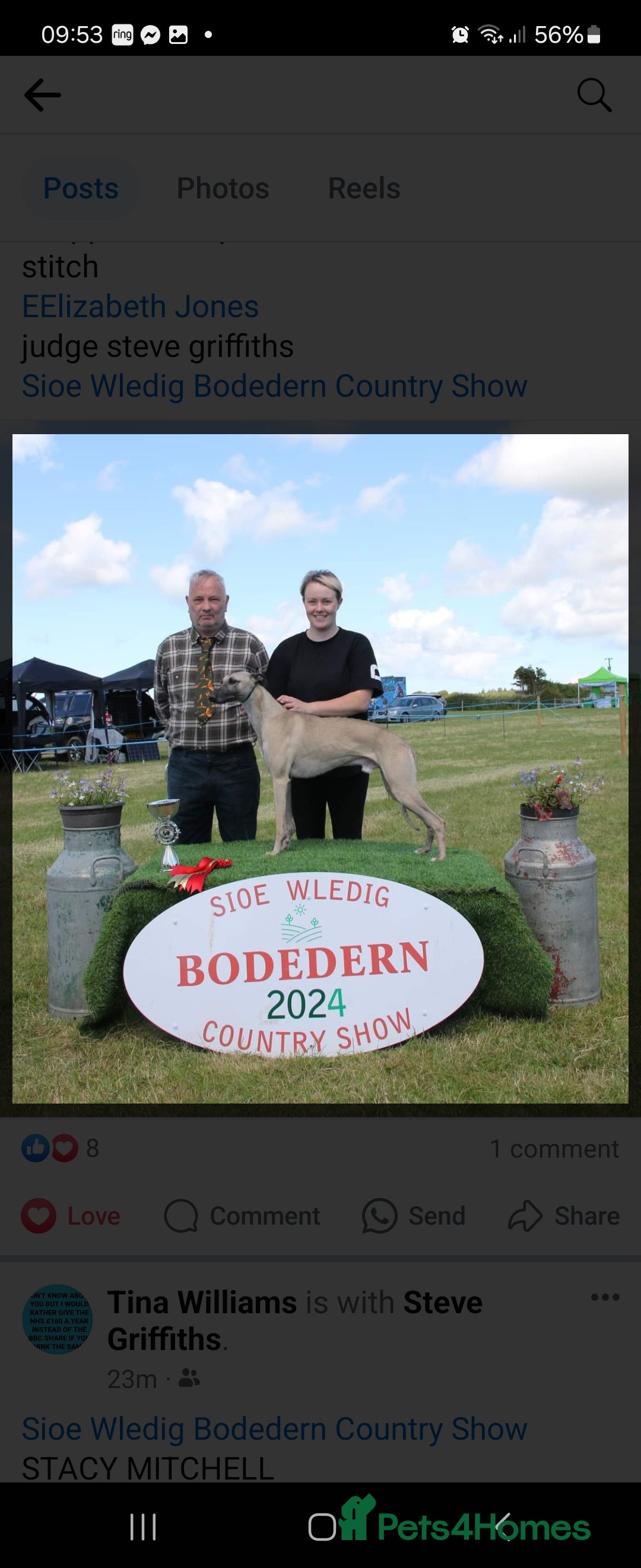 Whippet dogs for sale: ✅️ Ready to leave - KC whippets 🧡 - Image 39