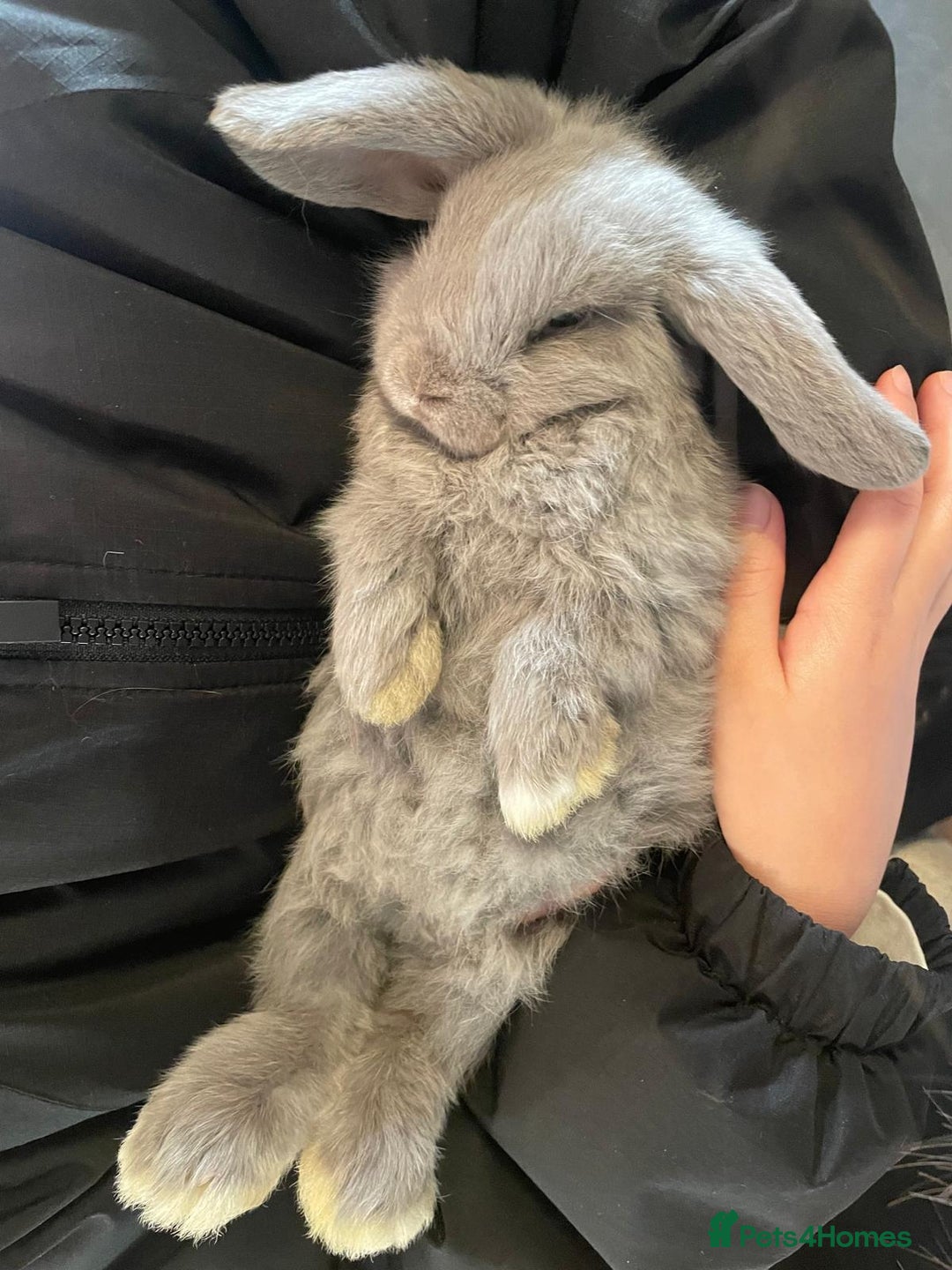 Mini Lop rabbits for sale: Ready to go mini lop - Advert 7