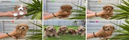 Poochon dogs for sale: DNA health tested Poochon Puppies 🐶  - Advert 1