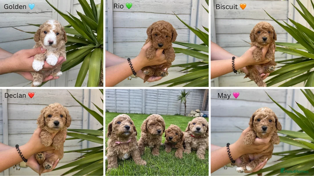 Poochon dogs for sale: DNA health tested Poochon Puppies 🐶  - Advert 1