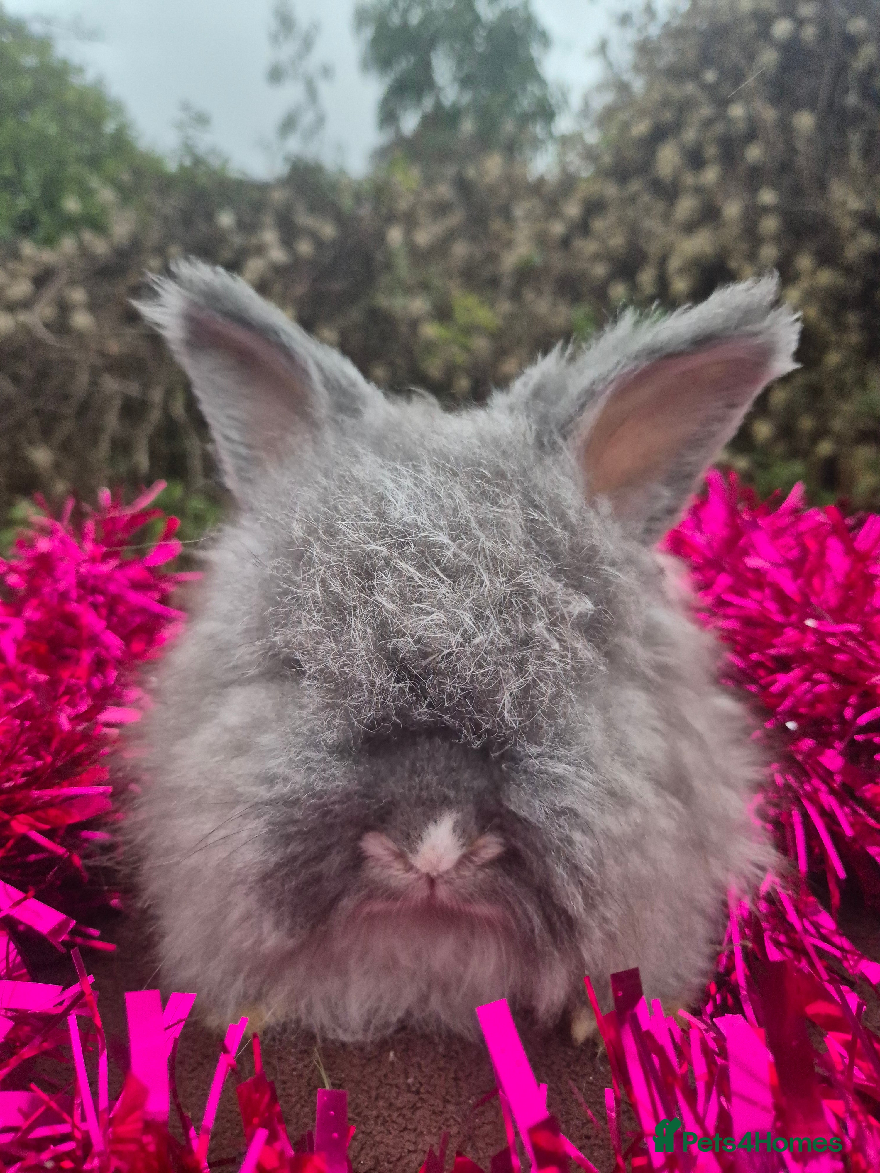 Angora rabbits 🧡 fulled faced imported parents 🇫🇷 bunnies 🧡 - Advert 5