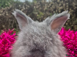 Angora rabbits 🧡 fulled faced imported parents 🇫🇷 bunnies 🧡 - Advert 5