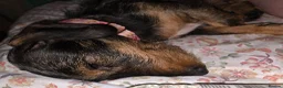 Dachshund dogs for sale: Miyo needs a loving home  in Wolverhampton - Advert 18