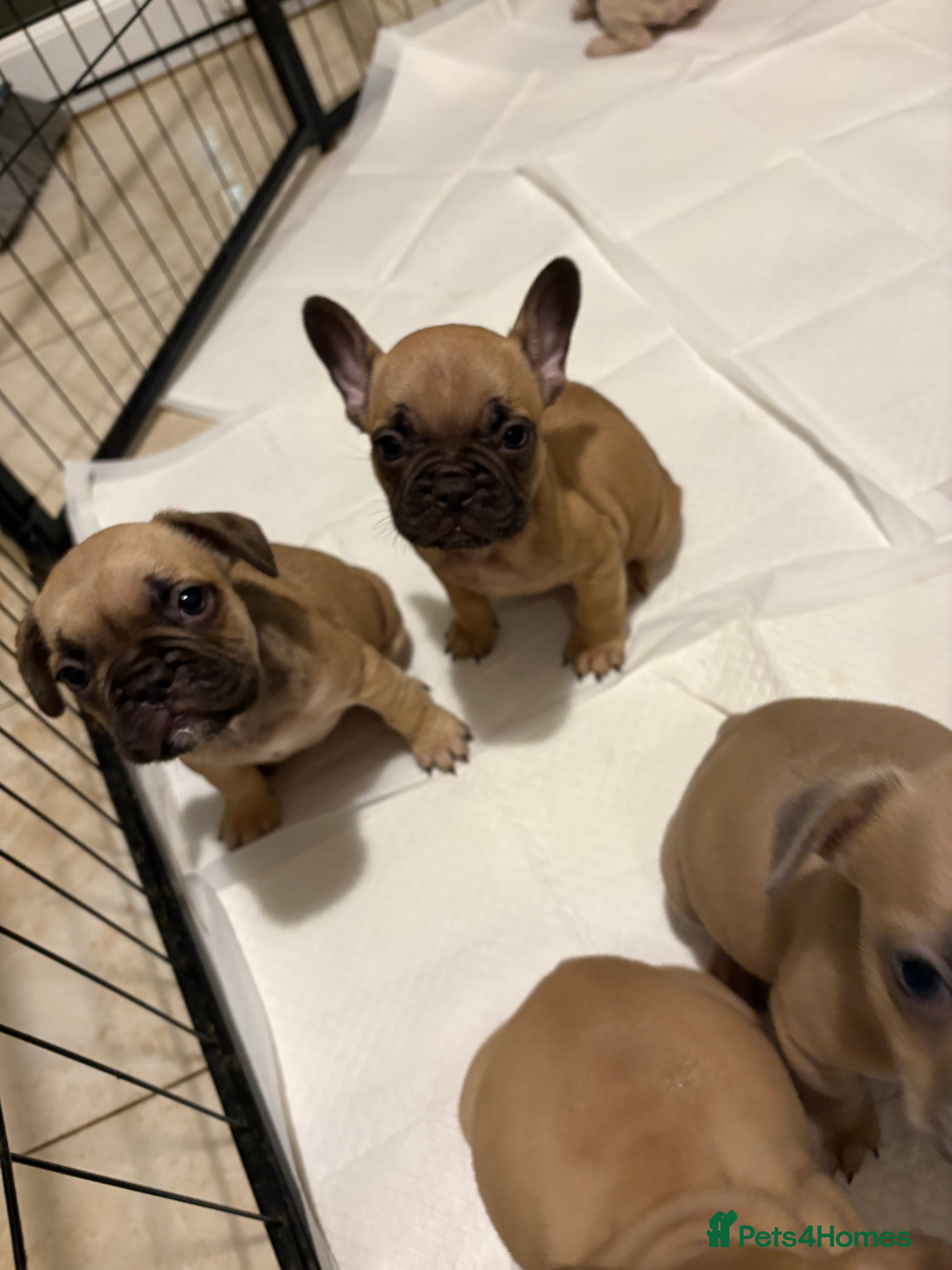 French Bulldog dogs French bulldog puppies  - Advert 4